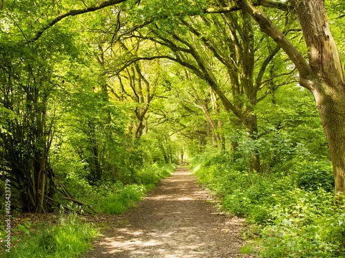 Obraz leśna droga spacerowa w lecie 