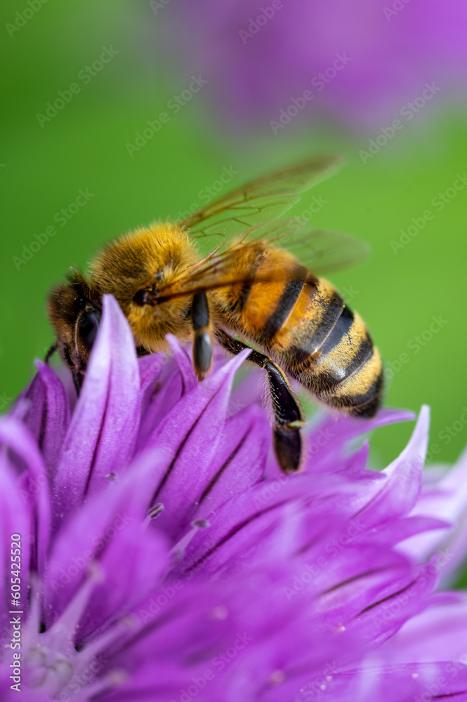 Biene auf einer Schnittlauchblüte Biene auf einer Schnittlauchblüte