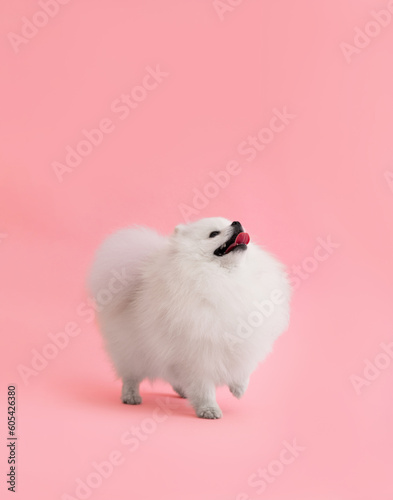 Dog breed pomeranian spitz funny stands on a pink background