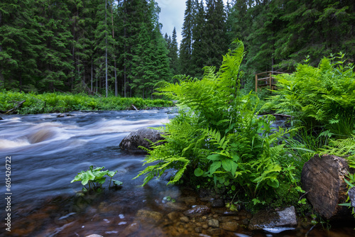 Brown rivers of Karelia 