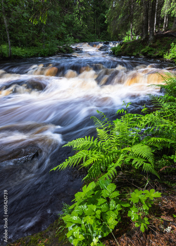 Brown rivers of Karelia
