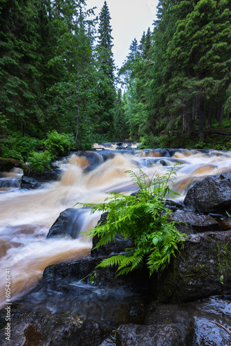 Brown rivers of Karelia
