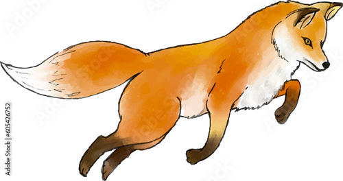 Fox watercolor illustration
