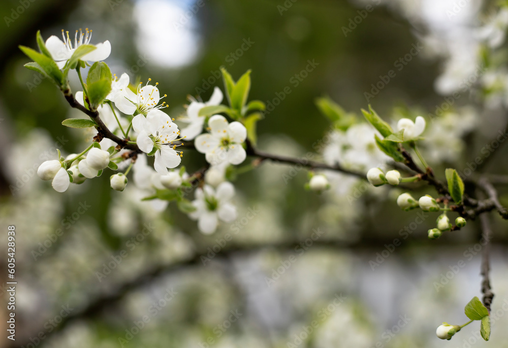white blooming gardens in spring white blooming gardens in spring