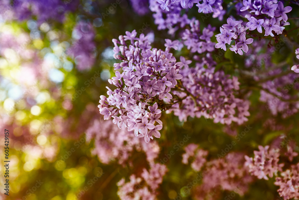 Flowering Lilac in beautiful sunlight