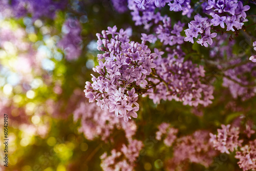 Flowering Lilac in beautiful sunlight © B.G. Photography