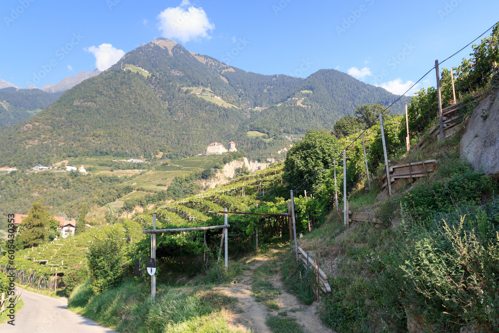 Panorama view of mountain Mutspitze, vineyards and Tyrol Castle in Tirol, South Tyrol, Italy