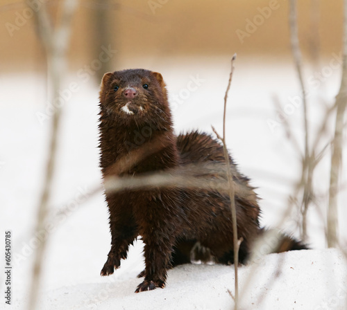 American mink (Neogale vison) standing in the snow in early spring.