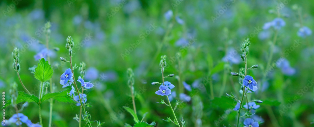 blue flowers close up on abstract green natural background. germander speedwell, Veronica chamaedrys - healing wild plant, perennial species of flowering plant in the family Plantaginaceae. banner blue flowers close up on abstract green natural background. germander speedwell, Veronica chamaedrys - healing wild plant, perennial species of flowering plant in the family Plantaginaceae. banner