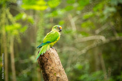 Parque das Aves