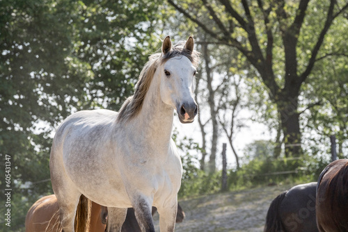 White mare beautiful in paddock paradise  © PIC by Femke
