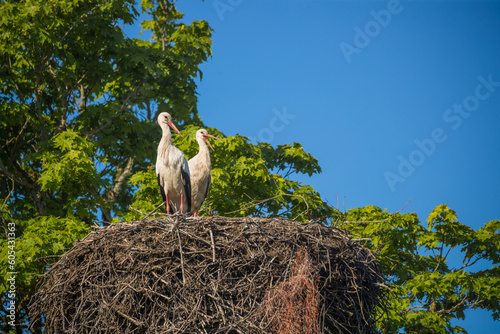Juvenile / Young White Stork in nest in morning sunrise Eastern Europe Migration route, fledging Colours Green Tree Blue Sky Background