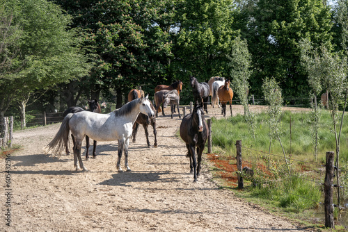 Big herd of horses in paddock paradise