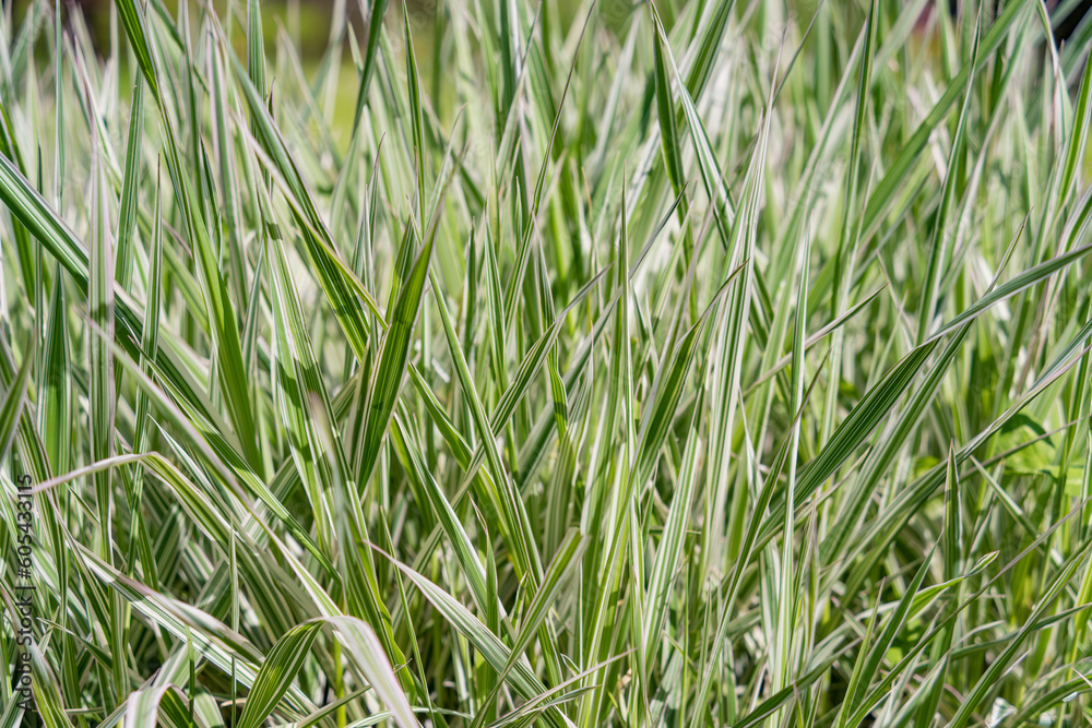 Close up detail with Festuca glauca, commonly known as blue fescue grass plant. Close up detail with Festuca glauca, commonly known as blue fescue grass plant.