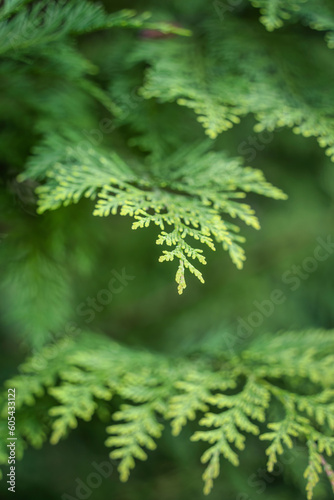 Close up detail with the green fresh foliage of Chamaecyparis lawsoniana  known as Port Orford cedar or Lawson cypress plant