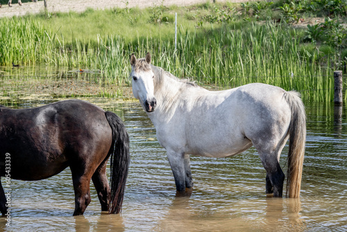 Horses in the water in Paddock paradise