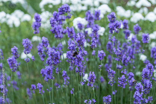 bumblebee on lavender blossom