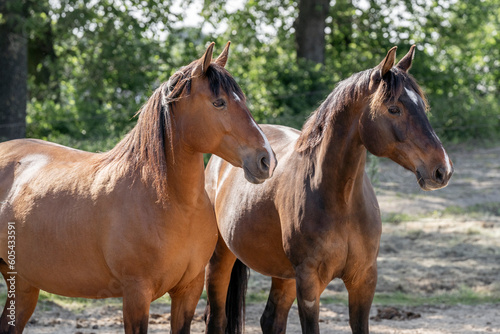 Fototapeta Naklejka Na Ścianę i Meble -  Two brown horses beautiful synch room loving each other