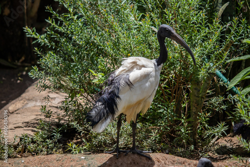 A Sacred Ibis walking in National park Imire in Zimbabwe, Threskiornis aethiopicus, enjoying natural habitat and environment  photo