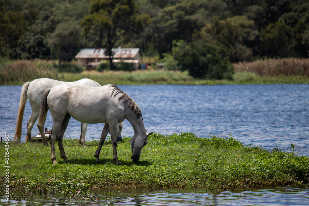 Beautiful domestic white horse grazing in open field next to the lake, in Zimbabwe Beautiful domestic white horse grazing in open field next to the lake, in Zimbabwe