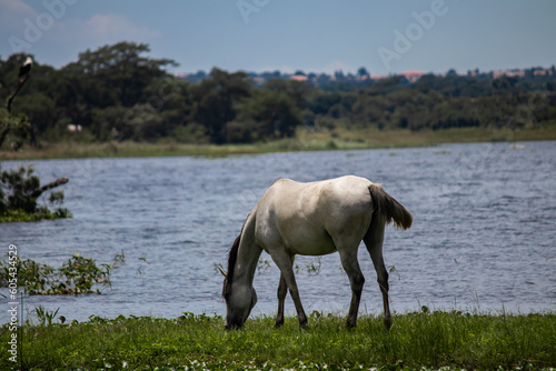 Beautiful domestic white horse grazing in open field next to the lake  in Zimbabwe
