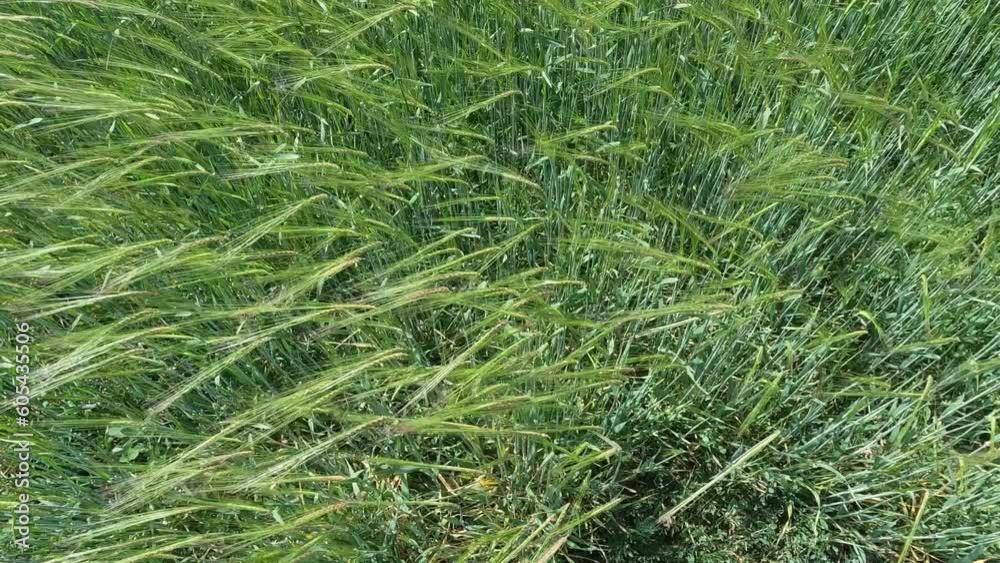 Campo agrícola sembrado de cebada aún verde durante un ventoso día de primavera