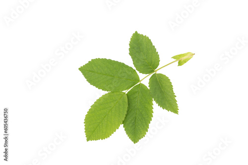 Branch of dog-rose with leaf Isolated on white background. Close-up. Summer view.