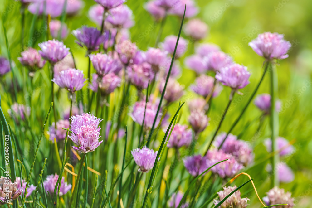 Small purple chives flowers growing in garden on bunch of herbs, closeup detail