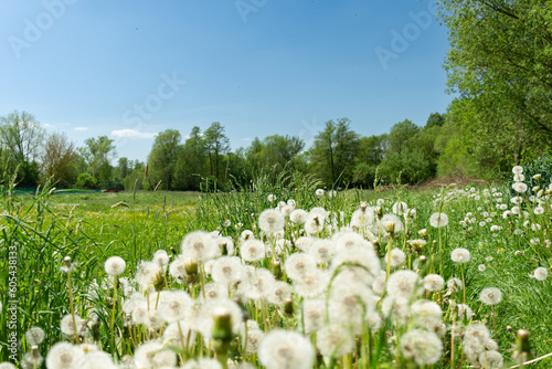 Wallpaper Mural Łąka Meadow Torontodigital.ca