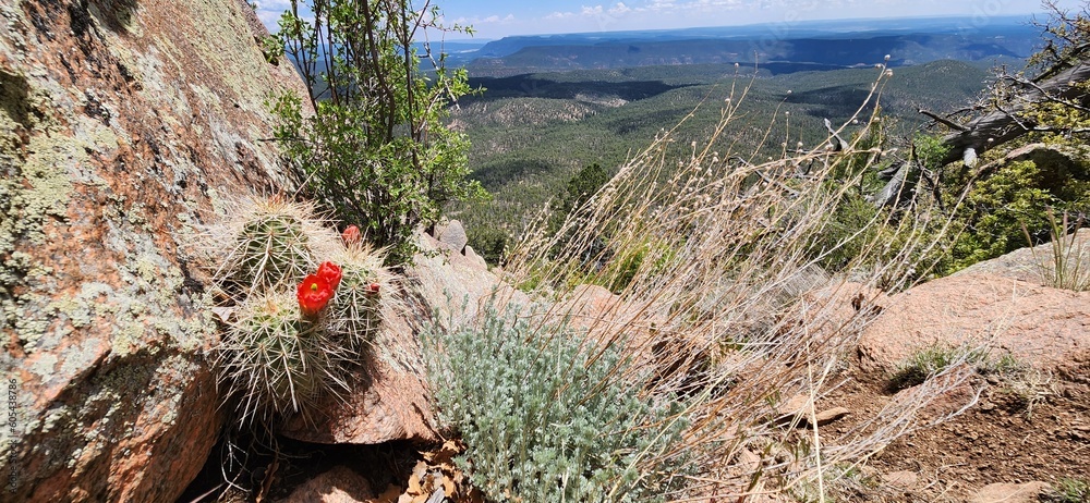 Fototapeta premium A view from from Shaggy Peak in Santa Fe National Forest, New Mexico.