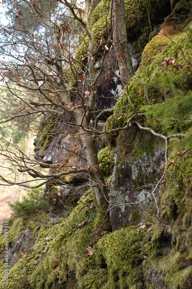 Tree growing out of a moss covered rock on a hill in the Palatinate Forest of Germany on a sunny winter day. Tree growing out of a moss covered rock on a hill in the Palatinate Forest of Germany on a sunny winter day.