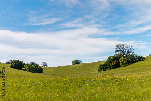 Looking up a green hillside with trees on the left and right. A blue sky with wispy clouds 