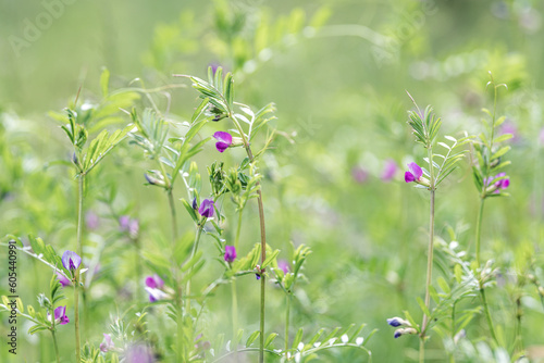 Vicia sativa  or common vetch flowers on a meadow in the summer. photo