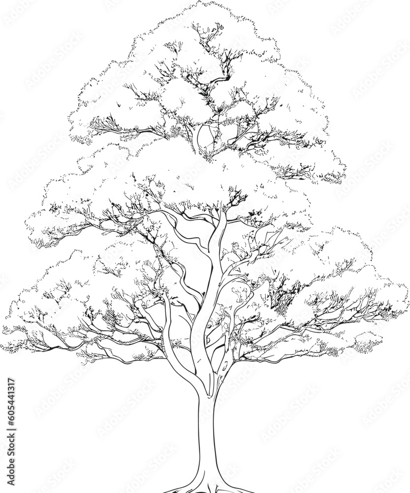 Tree line drawing, Side view, set of graphics trees elements outline symbol for architecture and landscape design drawing. Vector illustration in stroke fill in white.