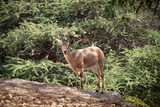 The Nubian ibex is a desert-dwelling goat species found in mountainous areas of Algeria, Egypt, Ethiopia, Eritrea, Israel, Jordan, Lebanon, Oman, Saudi Arabia, Sudan, and Yemen.