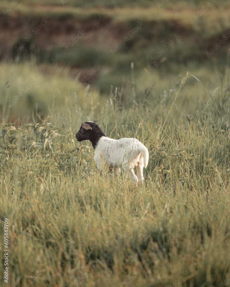 Naklejka premium Droper Schaf Lamm steht auf grüner Weide im Frühling