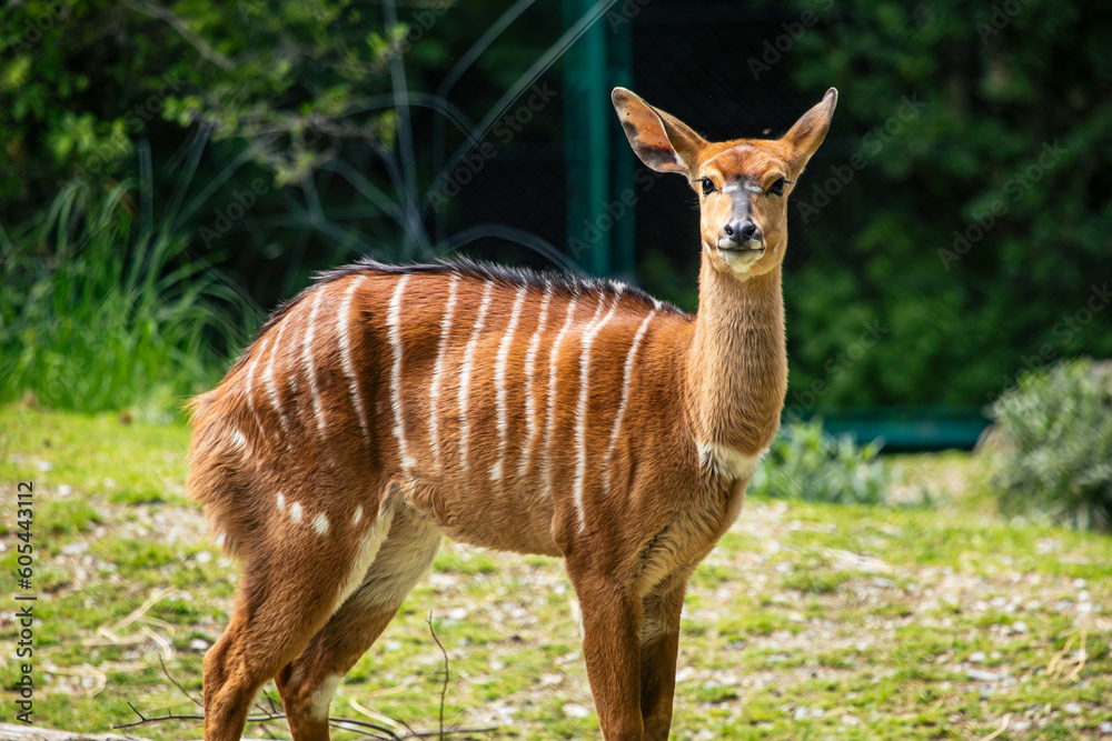 Weibliches Nyala schaut in die Kamera Weibliches Nyala schaut in die Kamera