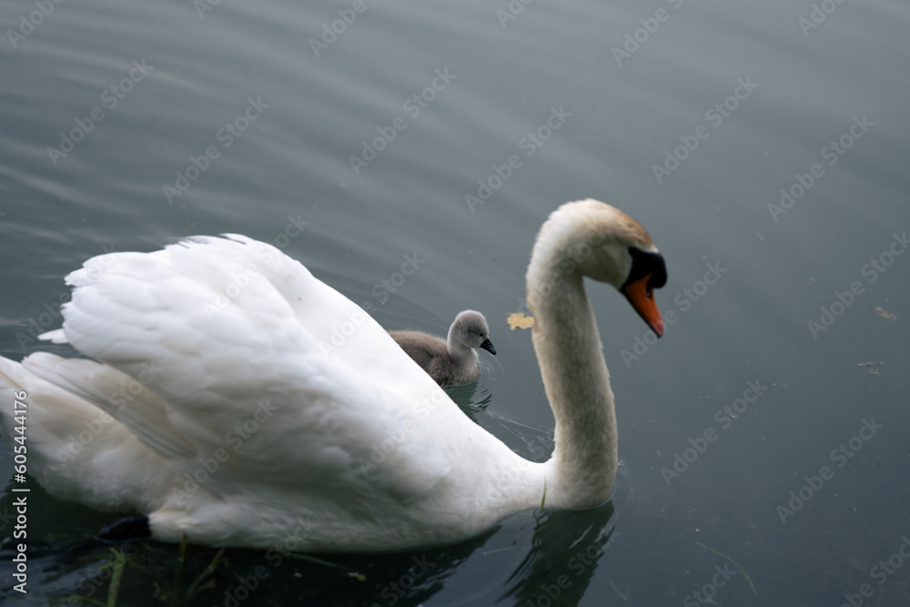 Mother swan with her baby swans. Feathers and delicacy on a foggy day on the Livenza river Mother swan with her baby swans. Feathers and delicacy on a foggy day on the Livenza river
