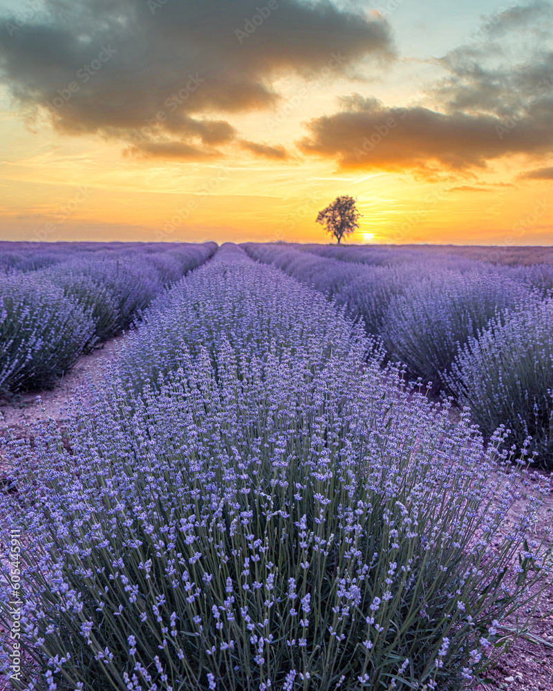 Beautiful tranquil nature landscape with blooming lavenders field at sunset.