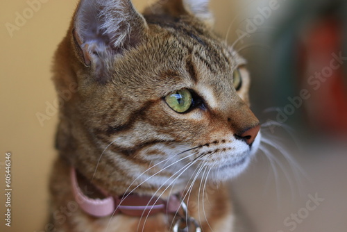 gata atigrada con ojos verdes