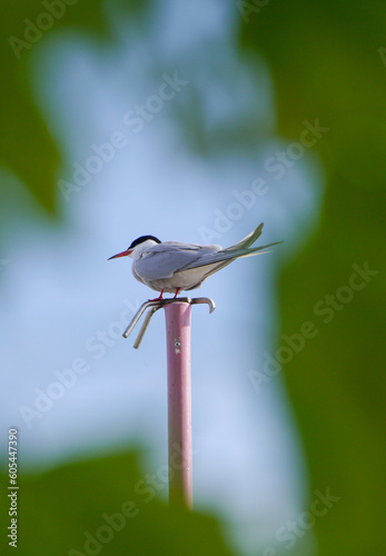 red backed shrike