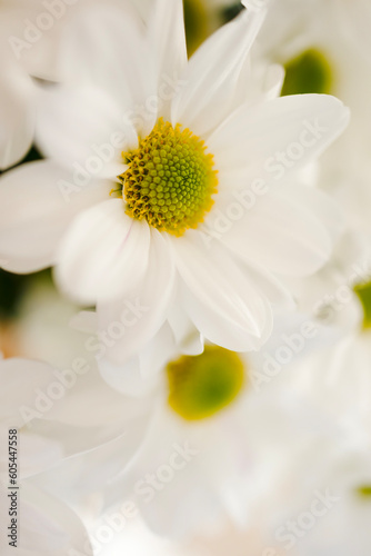 Macro photography of white chrysanthemums. Beautiful postcard with flowers close-up. Banner for congratulations, wedding, birthday, mother's day