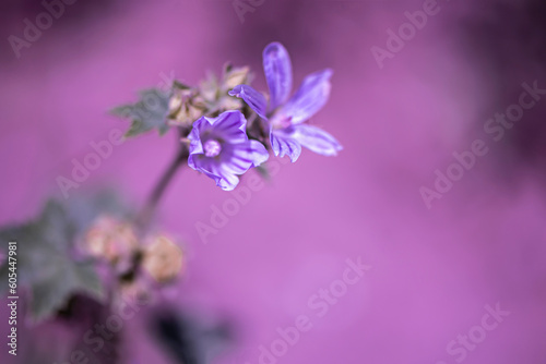 Details of beautiful purple flower on pink background, close up, outdoor photography © BURCU