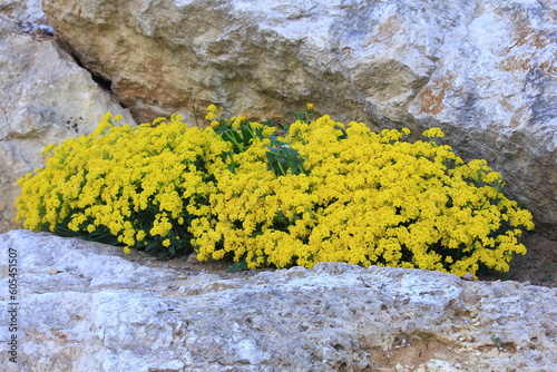 Żółte kwiaty smagliczki pomiędzy skałami