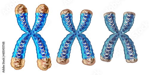 Telomere aging process as shortening and reduction of telomeres located on the end caps of a chromosome resulting in damaging DNA resulting in shorter life or short lifespan photo