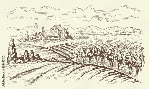Linear Vineyard landscape