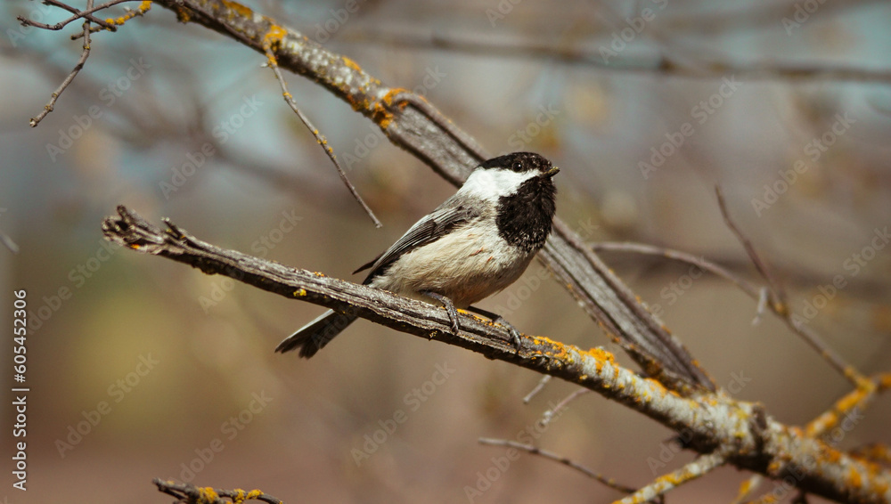 Naklejka premium Black capped chickadee perched on a branch
