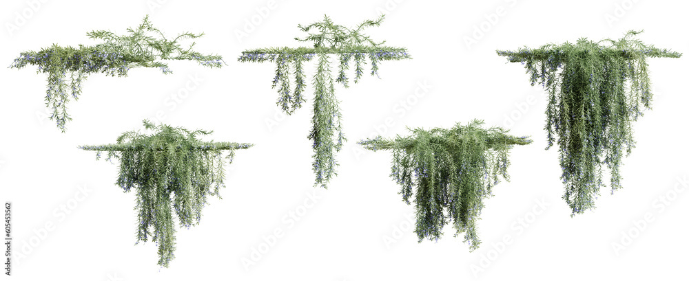 Set of Rosemarinus Officinalis creeper plant, vol. 2, isolated on transparent background. 3D render. - obrazy, fototapety, plakaty 