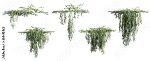 Fotografia Set of Rosemarinus Officinalis creeper plant, vol