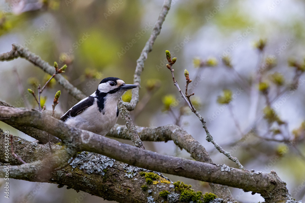 Naklejka premium Fütterung Vögel